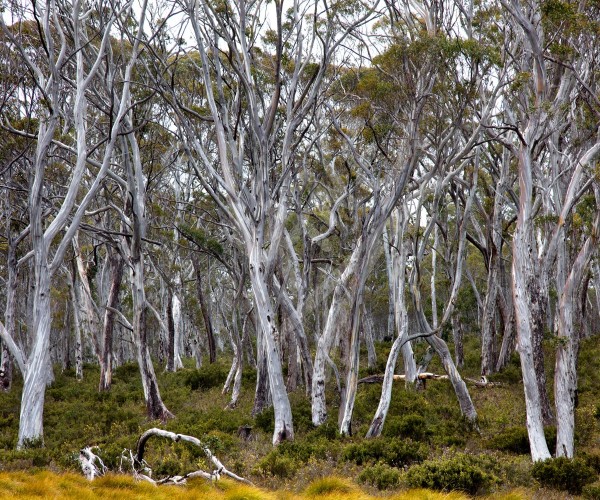 TASMANIA Franklin Gordon National Park